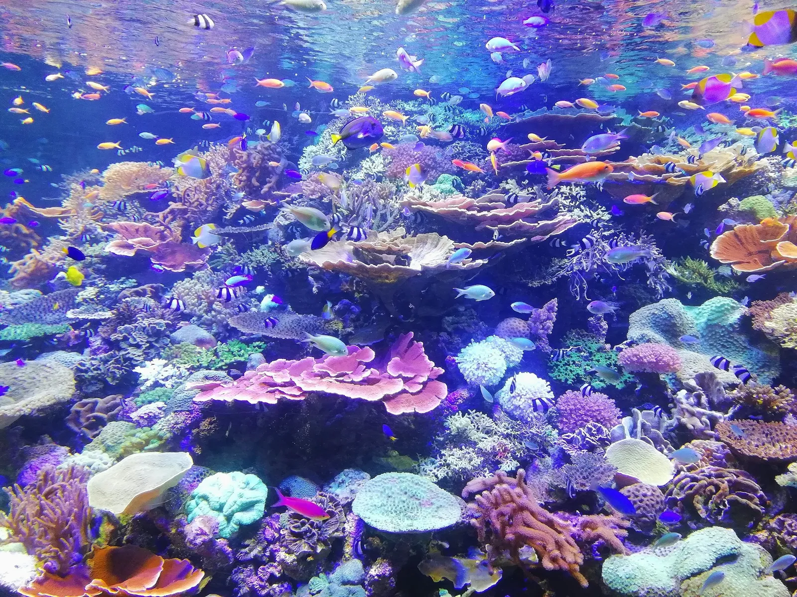 薄荷島潛水攻略：巴里卡薩島的傑克魚風暴與海龜