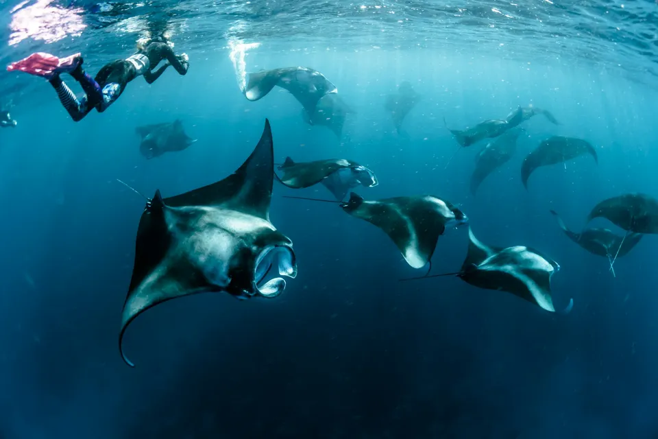 佩尼達島潛水攻略：曼波魚季、Manta Point 與冷水湧升流