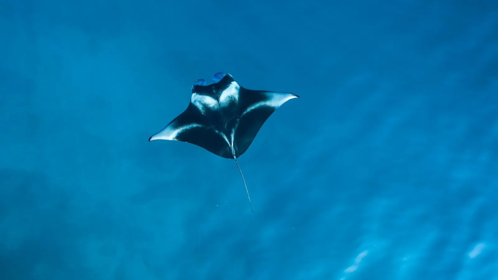 Nusa Penida Mola Divers