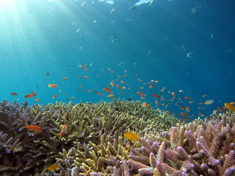 Moalboal Blue Lagoon Divers